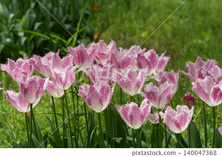 A spring garden scene with pale pink tulips in bloom. A spring garden scene with pale pink tulips in bloom. 140047368