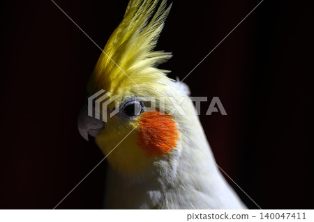 cockatiel 140047411