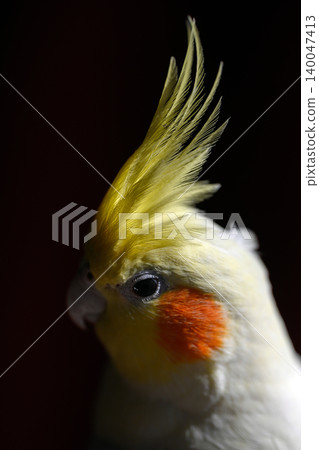 cockatiel cockatiel 140047413
