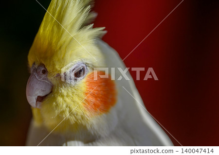 cockatiel cockatiel 140047414