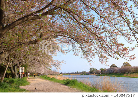 Cherry blossom trees along the Oochi Furutone River (Kasukabe City, Saitama Prefecture) Cherry blossom trees along the Oochi Furutone River (Kasukabe City, Saitama Prefecture) 140047517