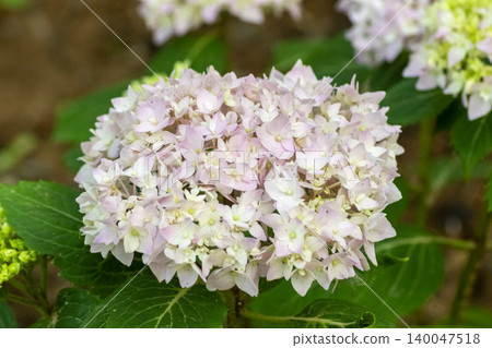 hydrangea hydrangea 140047518