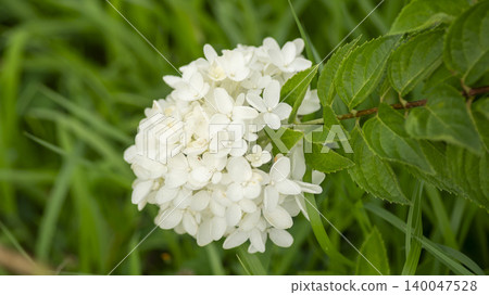 hydrangea 140047528