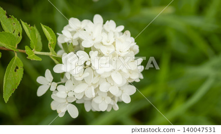 hydrangea 140047531