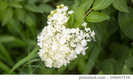 hydrangea hydrangea 140047539