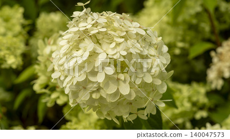 hydrangea hydrangea 140047573