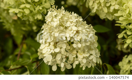 hydrangea hydrangea 140047574