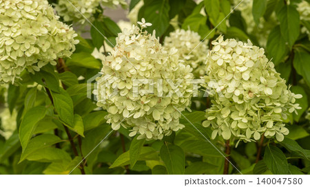 hydrangea hydrangea 140047580