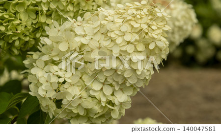 hydrangea hydrangea 140047581
