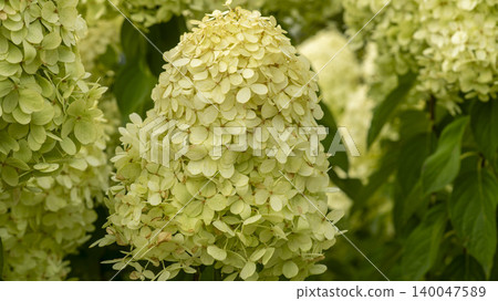 hydrangea hydrangea 140047589