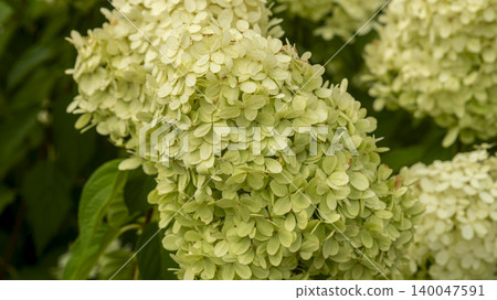 hydrangea hydrangea 140047591