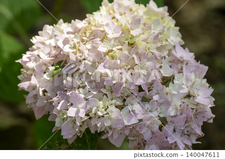 hydrangea hydrangea 140047611