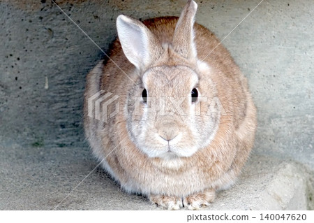 An adorable beige rabbit looking at the camera An adorable beige rabbit looking at the camera 140047620