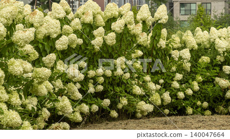 hydrangea hydrangea 140047664