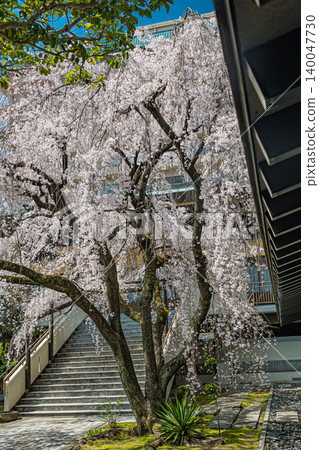 廣島/富文寺/哭泣的櫻花 廣島/富文寺/哭泣的櫻花 140047730