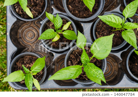 Seedlings growing in small pots top view gardening concept 140047784