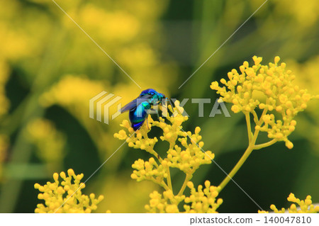 蜜蜂 1：一隻體型較大的杜鵑蜂正在吸食帕特尼亞花的花蜜。 140047810