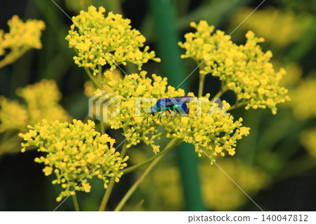 蜜蜂 3:一隻體型較大的杜鵑蜂正在吸食帕特尼亞花的花蜜。 蜜蜂 3:一隻體型較大的杜鵑蜂正在吸食帕特尼亞花的花蜜。 140047812