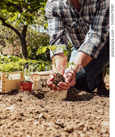 Planting tomato seedlings in the ground by hand. Agriculture. 140047890