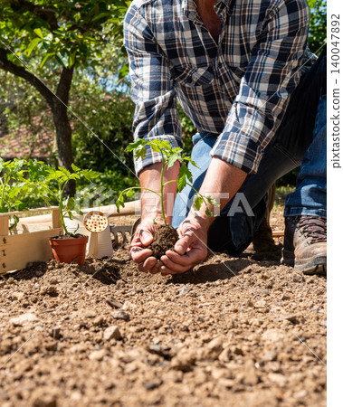 Planting tomato seedlings in the ground by hand. Agriculture. Planting tomato seedlings in the ground by hand. Agriculture. 140047892