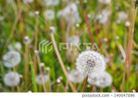 Close-up view of dandelion puff flowers surrounded by lush green grass in a meadow, capturing the delicate white seed heads and vibrant green foliage under bright sunlight Close-up view of dandelion puff flowers surrounded by lush green grass in a meadow, capturing the delicate white seed heads and vibrant green foliage under bright sunlight 140047896