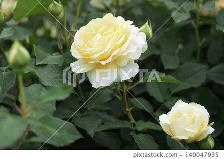 Yellow roses lined up in the flowerbed Yellow roses lined up in the flowerbed 140047935