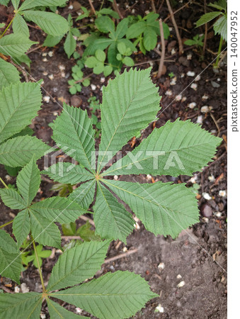 Phlox leaves are green in close-up. Background leaves, leaf texture - Horse chestnut Phlox leaves are green in close-up. Background leaves, leaf texture - Horse chestnut 140047952