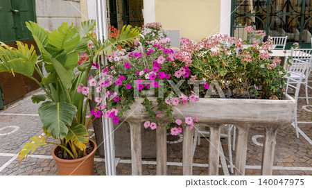 Pelargonium grandiflorum. The Red Geranium is a species of plant in the genus Pelargonium. Colorful Petunia Flowers Pelargonium grandiflorum. The Red Geranium is a species of plant in the genus Pelargonium. Colorful Petunia Flowers 140047975