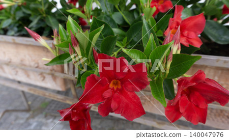 Muticolor mandevilla flowers closeup in garden cultivation Muticolor mandevilla flowers closeup in garden cultivation 140047976