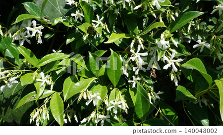 Trachelospermum jasminoides blooms in summer in the garden with flowers - star jasmine Trachelospermum jasminoides blooms in summer in the garden with flowers - star jasmine 140048002