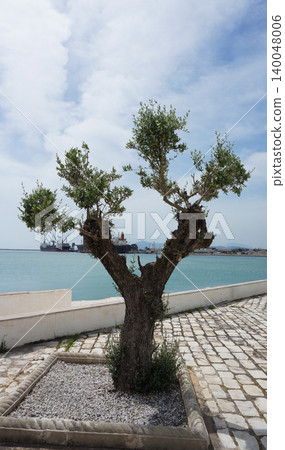 Olive tree leaves at sea coast 140048006
