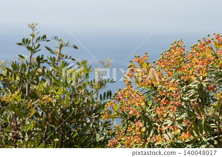 Summer Flowering Fireglow Spurge Euphorbia griffithii Fireglow in a Garden at Capri 140048017