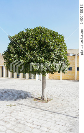 Ficus tree with young green leaves. Natural tropical tree background Ficus tree with young green leaves. Natural tropical tree background 140048018