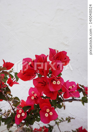 Vibrant pink bougainvillea flowers bloom brightly Vibrant pink bougainvillea flowers bloom brightly 140048024