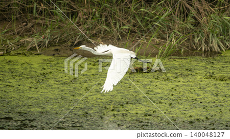 egret egret 140048127