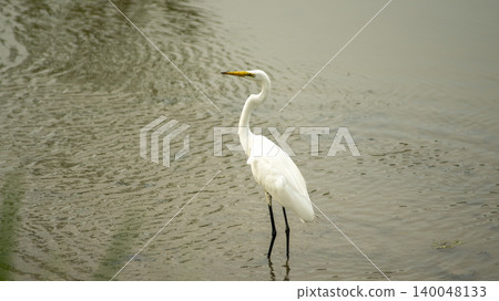 egret egret 140048133