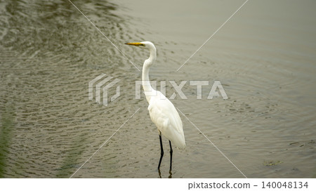 egret egret 140048134