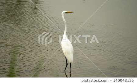 egret 140048136