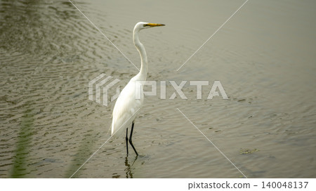 egret 140048137