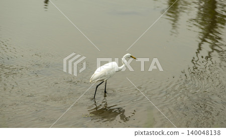 egret 140048138