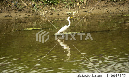 egret egret 140048152