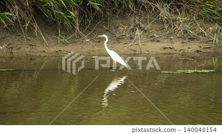 egret 140048154