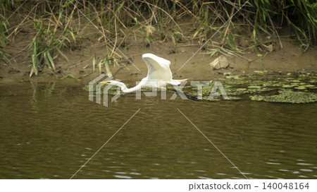 egret 140048164