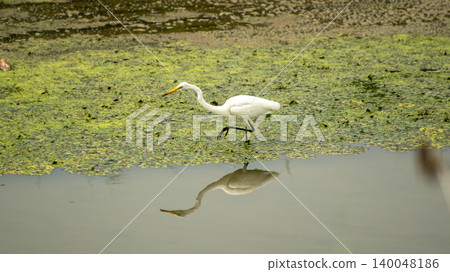 egret egret 140048186