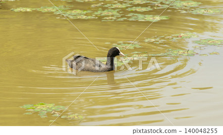 Eurasian Coot Eurasian Coot 140048255