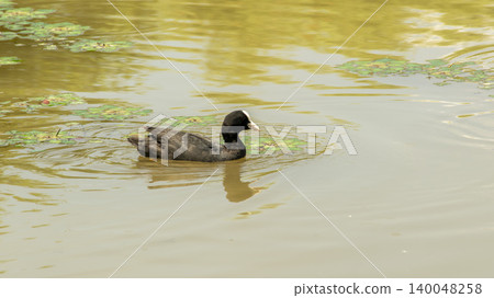 Eurasian Coot Eurasian Coot 140048258