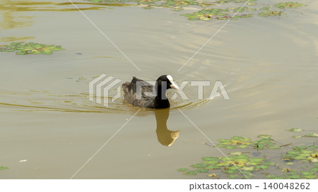 Eurasian Coot 140048262