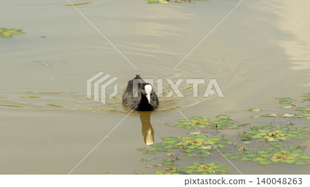 Eurasian Coot 140048263