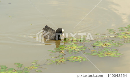 Eurasian Coot 140048264