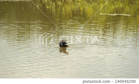 Eurasian Coot Eurasian Coot 140048290